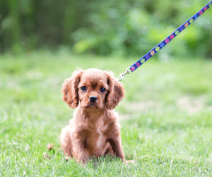 How to fix puppy stopping on walks when hearing loud noises