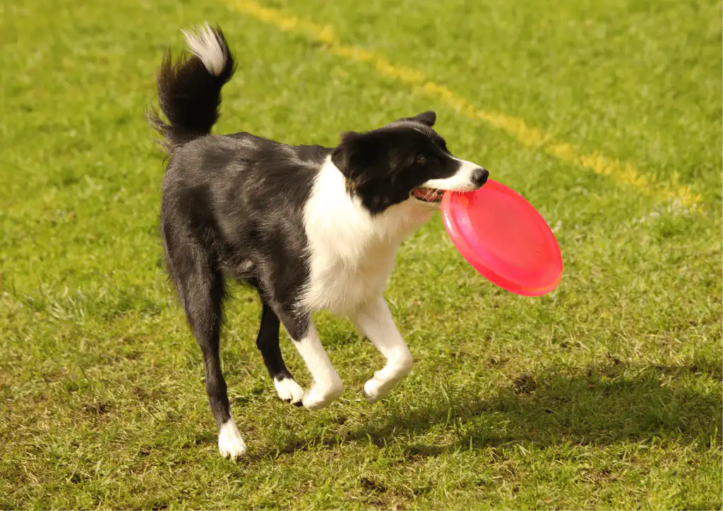 Border Collie FAQS