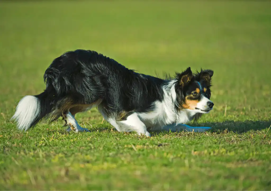 Border Collie Herding Instincts