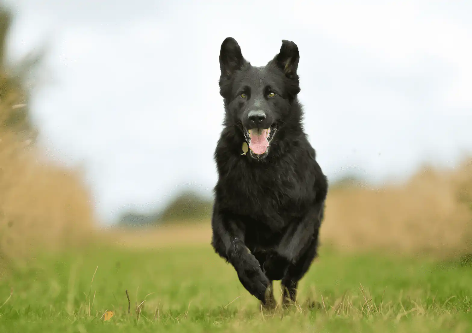 How Not to Teach Your Dog to Come When Called Common Methods and Their Pitfalls