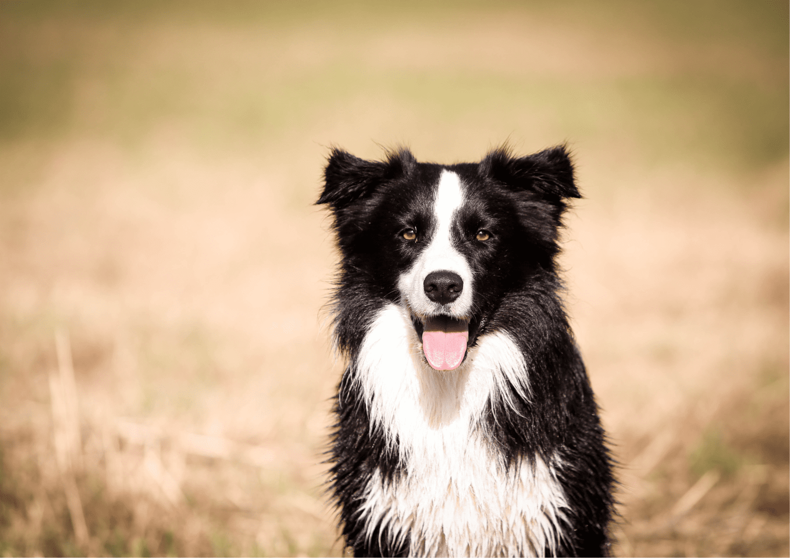 Are border collies high energy