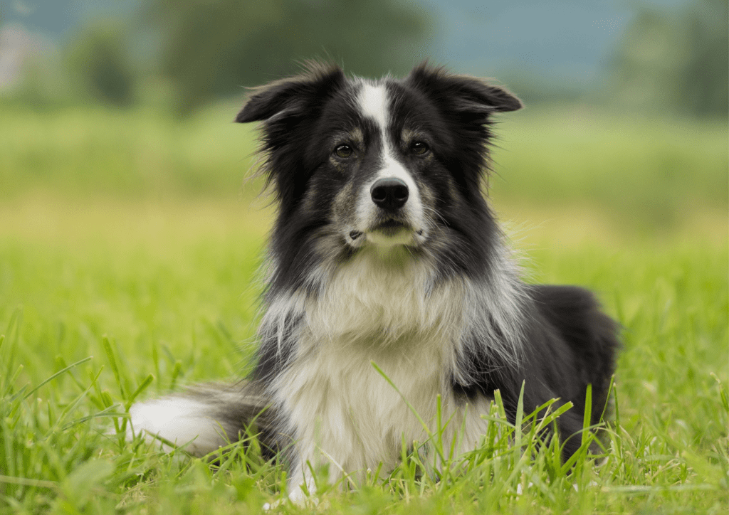 Is a Border Collie Right for Your Family