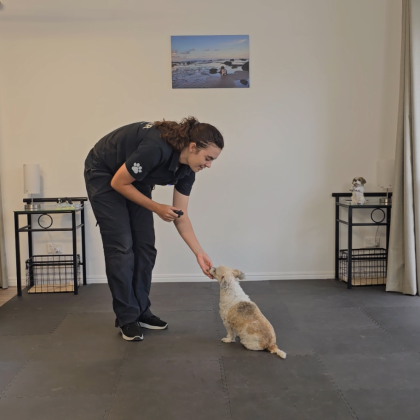 foundation dog tricks online course