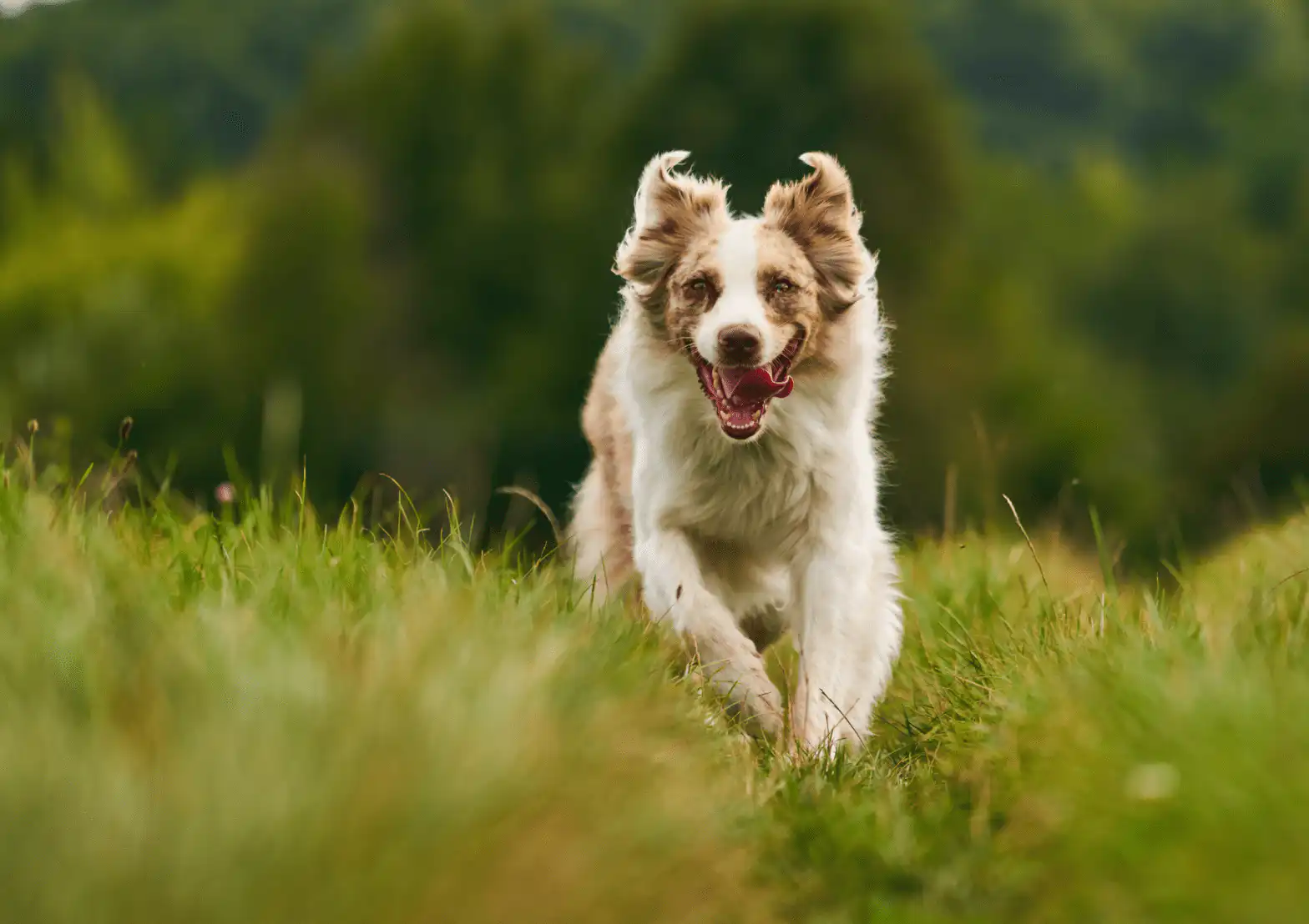 teaching dog to come when called
