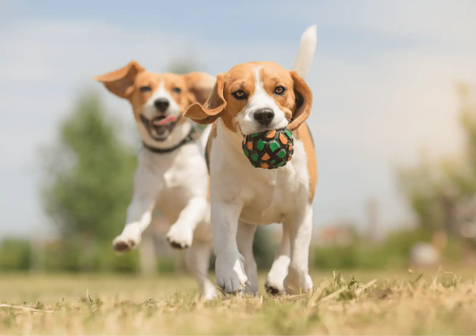 How Do I Stop My Dog Stealing Balls & Toys From Other Dogs