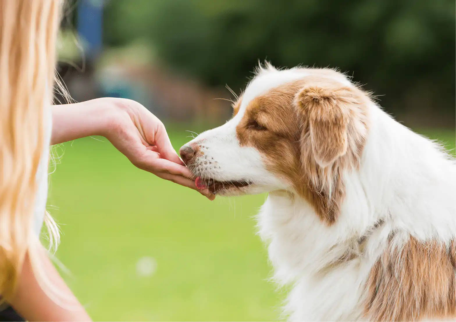 My Dog Or Puppy Only Listens With Treats