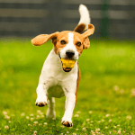 Why Is Your Dog Obsessed With The Ball & Playing Fetch?