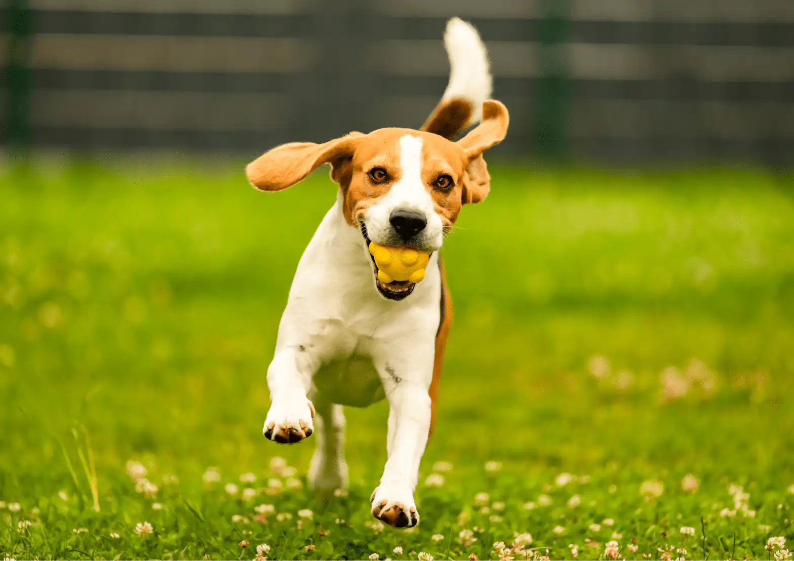 Why Is Your Dog Obsessed With The Ball & Playing Fetch?