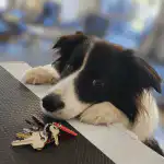 How To Teach Your Dog To Find Your Keys
