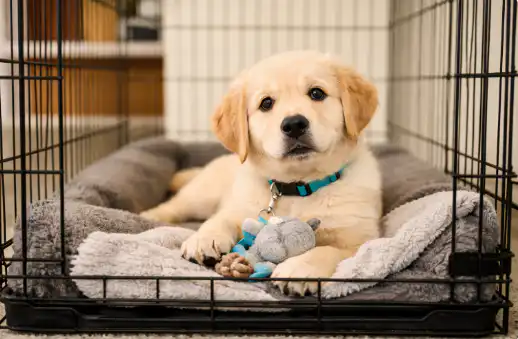 Crate Training a Puppy