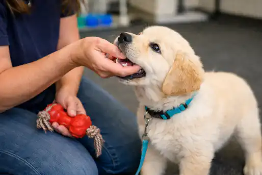 How to Stop Puppy Biting